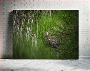 Πίνακας, Rabbit in the Wild Κουνέλι στην άγρια ​​φύση