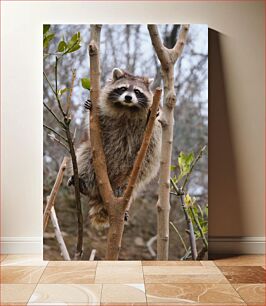 Πίνακας, Raccoon in Tree Ρακούν στο δέντρο