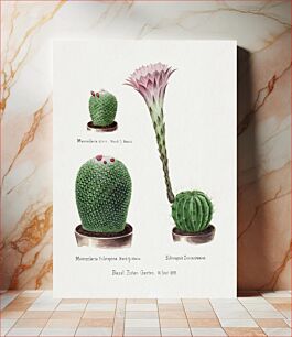 Πίνακας, Rainbow Pincushion cactus and Easter lily. Familie Der Cacteen (1893-1905)