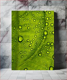 Πίνακας, Raindrops on Leaf Σταγόνες βροχής στο φύλλο