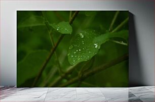 Πίνακας, Raindrops on Leaves Σταγόνες βροχής στα φύλλα