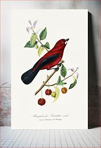 Πίνακας, Ramphocelus bird painting