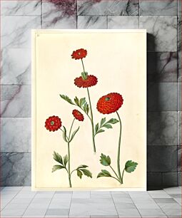 Πίνακας, Ranunculus asiaticus (garden buttercup) by Maria Sibylla Merian