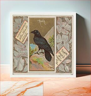 Πίνακας, Raven, from the Birds of America series (N37) for Allen & Ginter Cigarettes