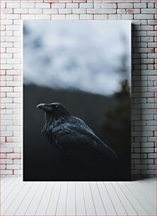 Πίνακας, Raven in Focus Κοράκι στην εστίαση