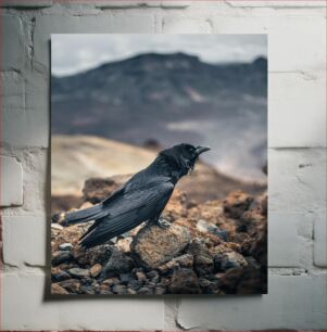 Πίνακας, Raven in Rocky Terrain Κοράκι στο Βραχώδες Έδαφος