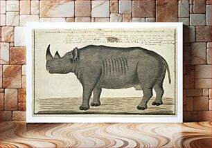 Πίνακας, recto Diceros bicornis bicornis (Black rhinoceros; male) (ca.1778) by Robert Jacob Gordon