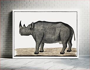 Πίνακας, Recto Diceros bicornis bicornis: black rhinoceros; male (ca.1778) by Robert Jacob Gordon