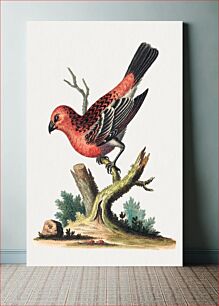 Πίνακας, Red and Black Bird (1743-1751) by George Edwards