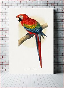 Πίνακας, Red and Blue Macaw (Ara macao) colored wood-engraved plate by Alexander Francis Lydon