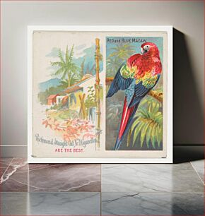 Πίνακας, Red and Blue Macaw, from Birds of the Tropics series (N38) for Allen & Ginter Cigarettes