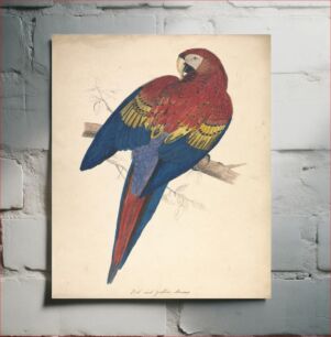 Πίνακας, Red and Yellow Macaw