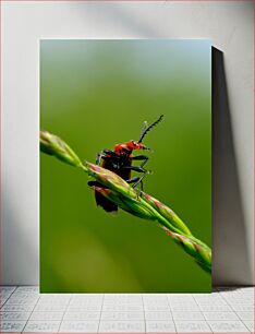 Πίνακας, Red Beetle on a Blade of Grass Κόκκινο σκαθάρι σε μια λεπίδα από γρασίδι