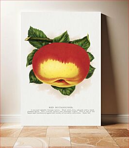 Πίνακας, Red Beitigheimer apple lithograph