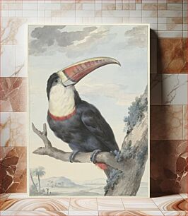 Πίνακας, Red-billed Toucan (1748) by Aert Schouman