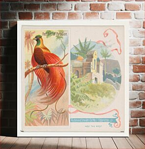 Πίνακας, Red Bird of Paradise, from Birds of the Tropics series (N38) for Allen & Ginter Cigarettes