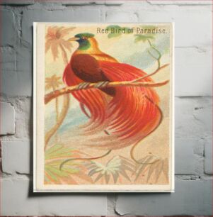 Πίνακας, Red Bird of Paradise, from the Birds of the Tropics series (N5) for Allen & Ginter Cigarettes Brands