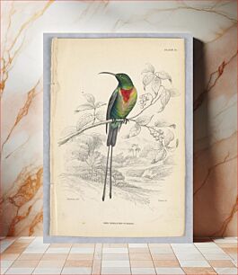 Πίνακας, Red-breasted Sunbird, Plate 14 from Birds of Western Africa, William Home Lizars