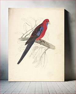 Πίνακας, Red-capped Parakeet (female) (1832)