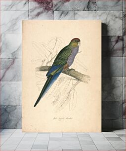 Πίνακας, Red-capped Parakeet, Female