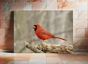 Πίνακας, Red Cardinal on a Branch Κόκκινος καρδινάλιος σε ένα κλαδί