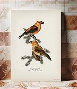 Πίνακας, Red crossbill (Loxia curvirostra bird) illustrated by the von Wright brothers