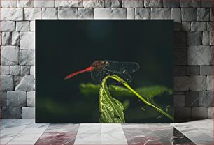 Πίνακας, Red Dragonfly on Leaf Red Dragonfly on Leaf