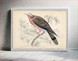 Πίνακας, Red-Eyed Pigeon, Plate 22 from Birds of Western Africa, William Home Lizars