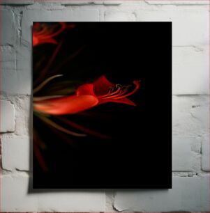 Πίνακας, Red Flower Blossom Κόκκινο Άνθος