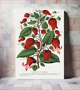Πίνακας, Red flower, Clematis Coccinea lithograph