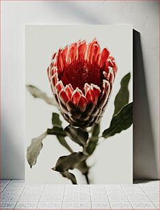 Πίνακας, Red Flower Close-Up Κόκκινο λουλούδι από κοντά