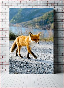 Πίνακας, Red Fox in Natural Habitat Red Fox σε φυσικό βιότοπο