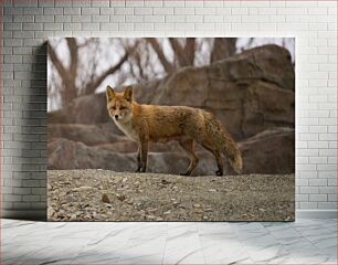 Πίνακας, Red Fox in Natural Habitat Red Fox σε φυσικό βιότοπο