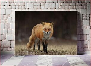 Πίνακας, Red Fox in the Wild Red Fox in the Wild