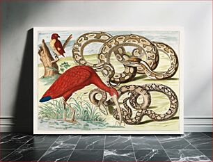 Πίνακας, Red Ibis, Eudocimus ruber (1734) chromolithograph by Albertus Seba