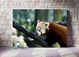 Πίνακας, Red Panda Climbing Tree Red Panda Αναρριχώμενο Δέντρο