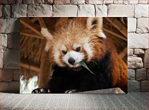Πίνακας, Red Panda Eating Τρώει Κόκκινο Πάντα