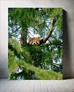 Πίνακας, Red Panda in a Tree Κόκκινο Panda σε ένα δέντρο