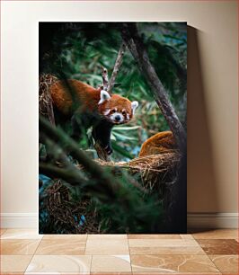 Πίνακας, Red Panda in Natural Habitat Κόκκινο Panda σε φυσικό βιότοπο