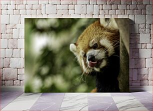 Πίνακας, Red Panda in Nature Κόκκινο Πάντα στη Φύση