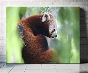 Πίνακας, Red Panda in Nature Κόκκινο Πάντα στη Φύση