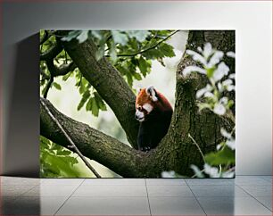 Πίνακας, Red Panda in Tree Κόκκινο Πάντα στο Δέντρο