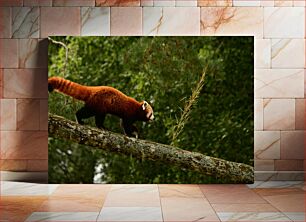 Πίνακας, Red Panda on a Tree Branch Κόκκινο Panda σε ένα κλαδί δέντρου