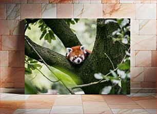 Πίνακας, Red Panda on Tree Κόκκινο Πάντα στο Δέντρο