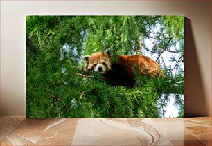 Πίνακας, Red Panda Resting in Tree Κόκκινο Panda που αναπαύεται στο δέντρο