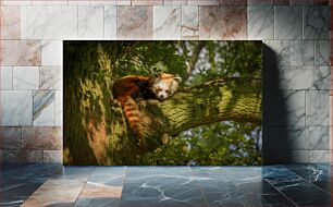 Πίνακας, Red Panda Resting on a Tree Κόκκινο Panda που στηρίζεται σε ένα δέντρο