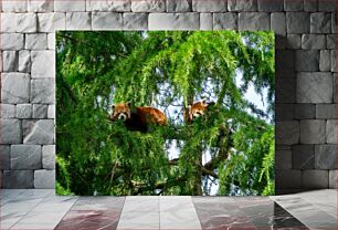 Πίνακας, Red Pandas in Trees Κόκκινα πάντα στα δέντρα