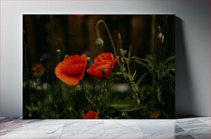 Πίνακας, Red Poppy Flowers in Bloom Κόκκινα λουλούδια παπαρούνας στην άνθιση