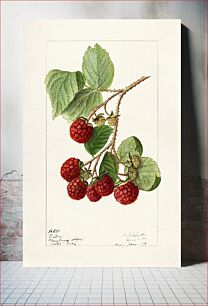 Πίνακας, Red Raspberries (Rubus Idaeus) (1906) by Ellen Isham Schutt