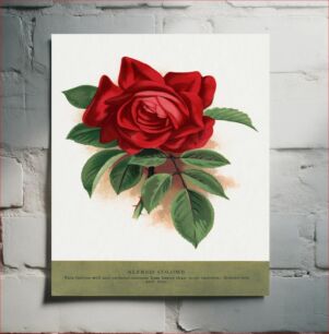Πίνακας, Red rose, Alfred Colomb lithograph
